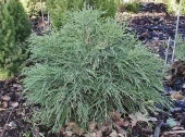 Chamaecyparis lawsoniana 'Filiformis Compacta' 